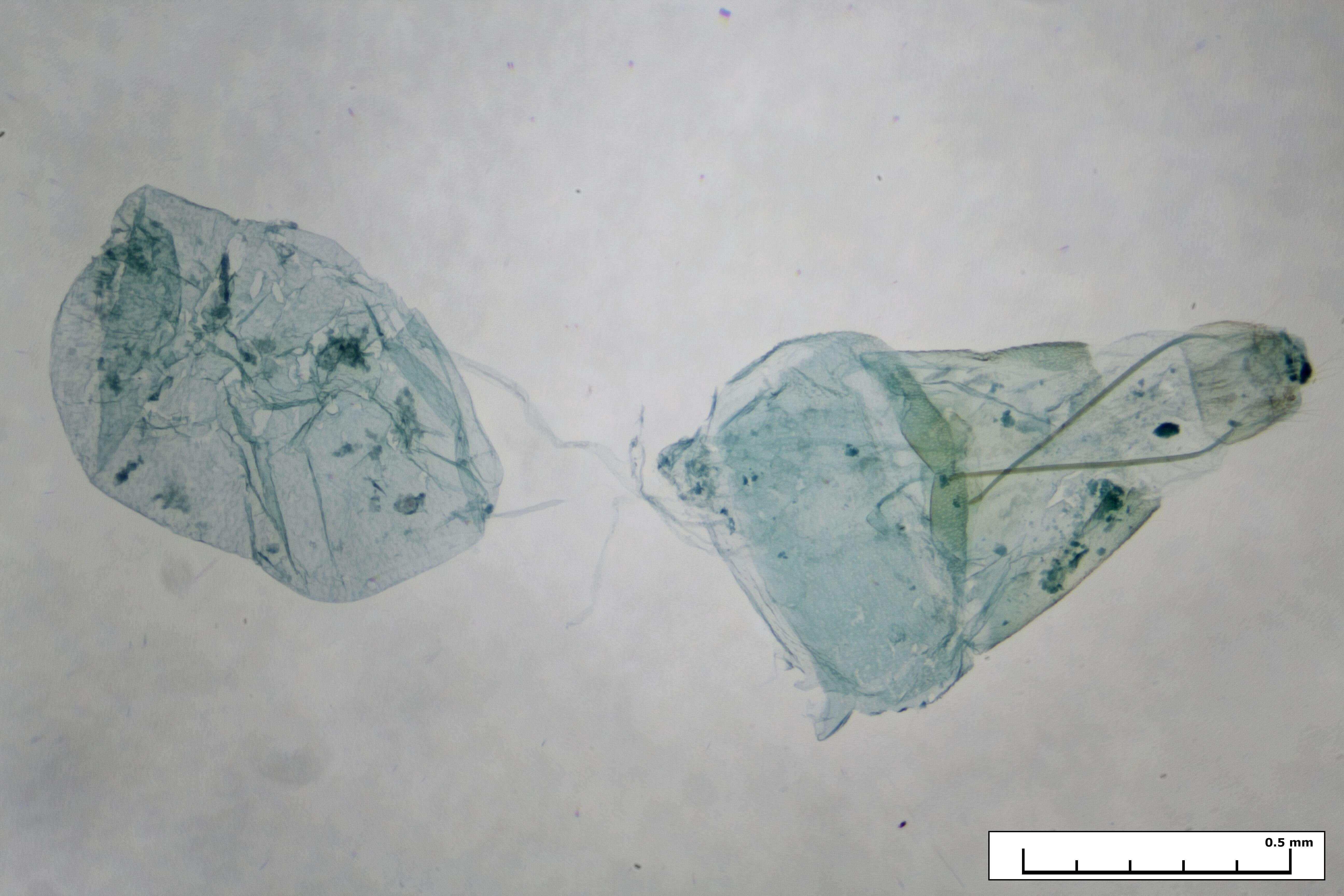 Image de Trichoptilus ceramodes Meyrick 1886