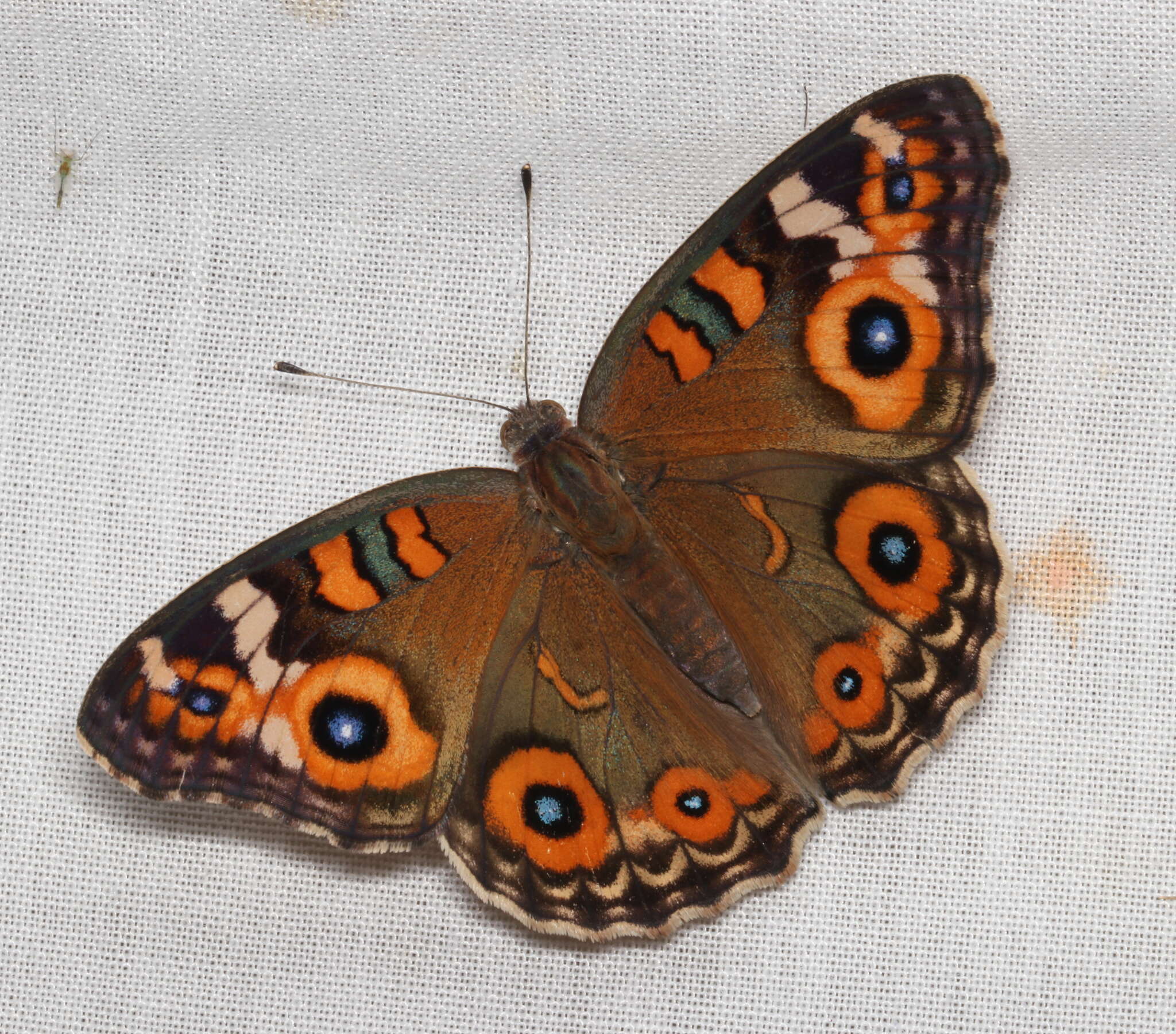 Image of Meadow Argus