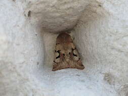 Orthosia gothica Linnaeus 1758 resmi