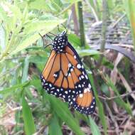 صورة <i>Danaus <i>gilippus</i></i> gilippus