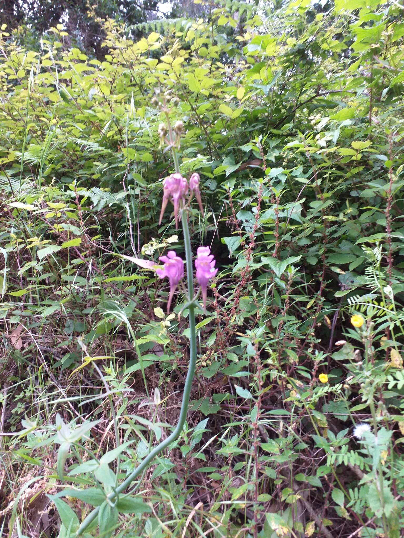 صورة Linaria triornithophora (L.) Willd.