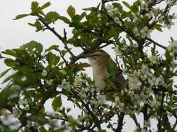 Image of Sedge Warbler