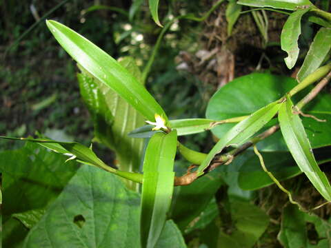 Image of Prosthechea pseudopygmaea (Finet) W. E. Higgins