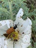 Image of Blister Beetle