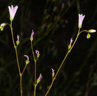 Image of Congdon's lewisia