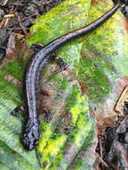 Image of Dunn's Salamander