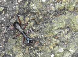 Image of Tricondyla (Tricondyla) pulchripes White 1844