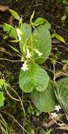 Image of Streptocarpus pusillus Harvey ex C. B. Clarke