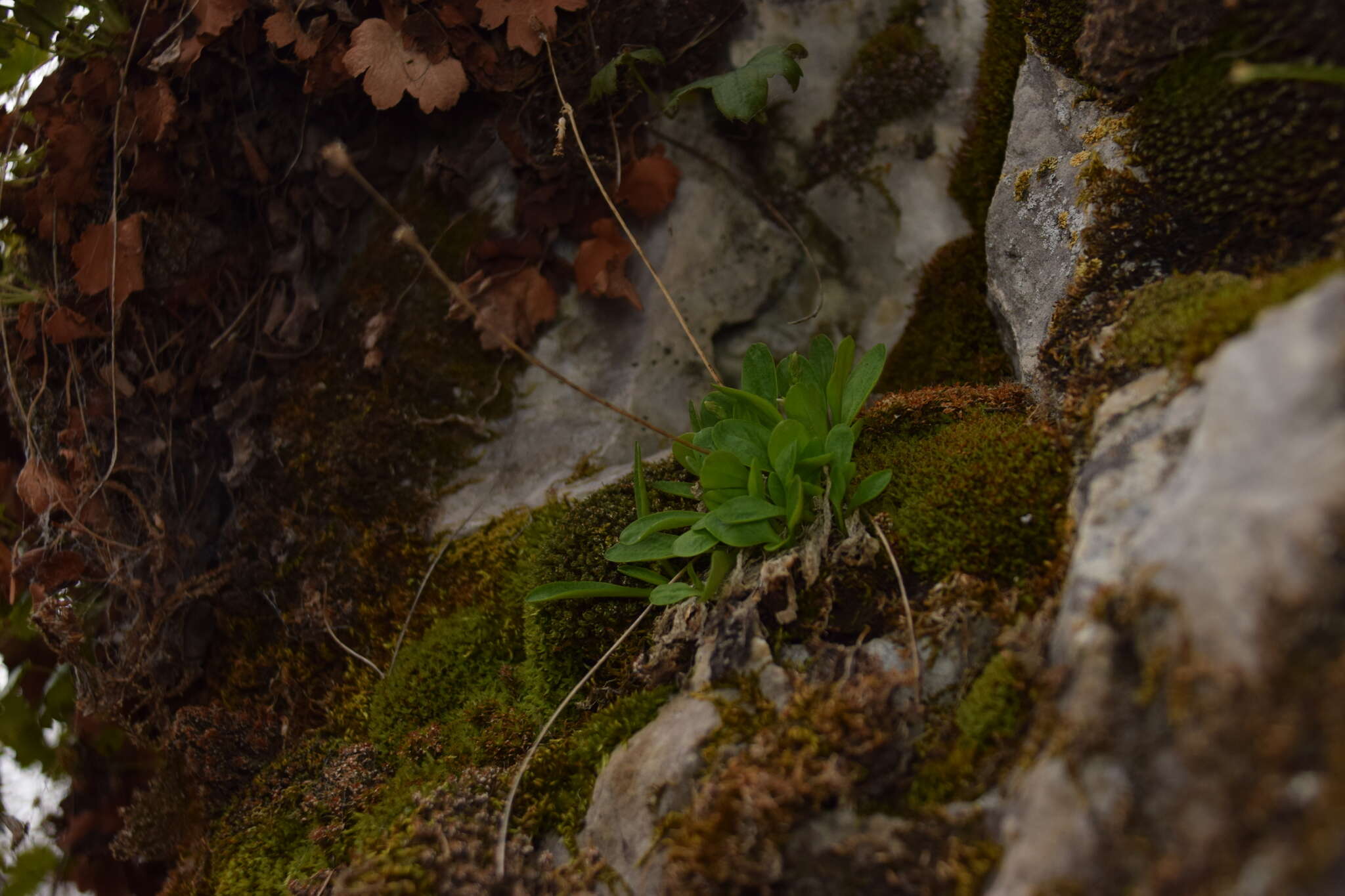 Plancia ëd Primula cusickiana var. maguirei (L. O. Williams) N. H. Holmgren & S. Kelso