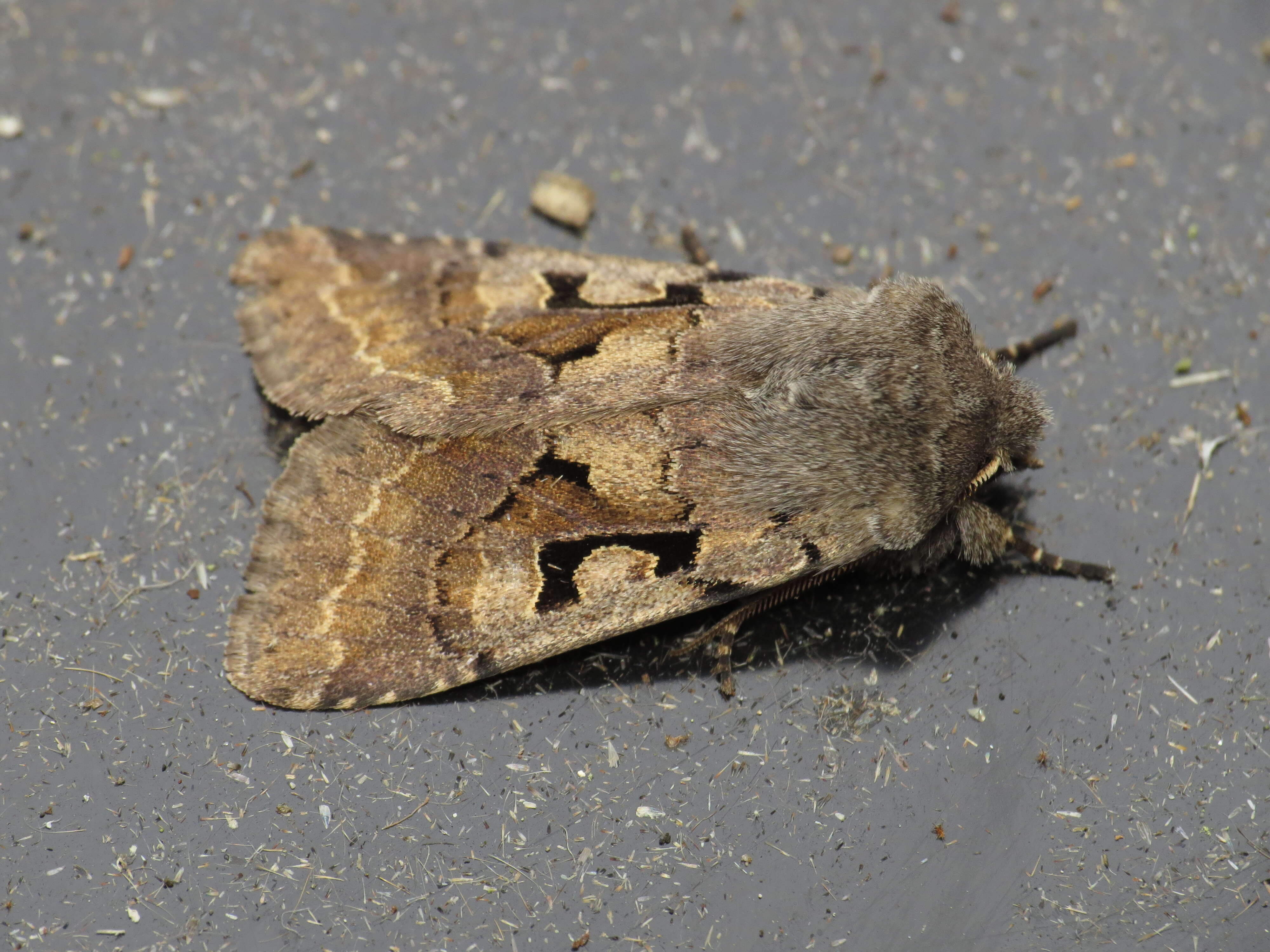 Orthosia gothica Linnaeus 1758 resmi