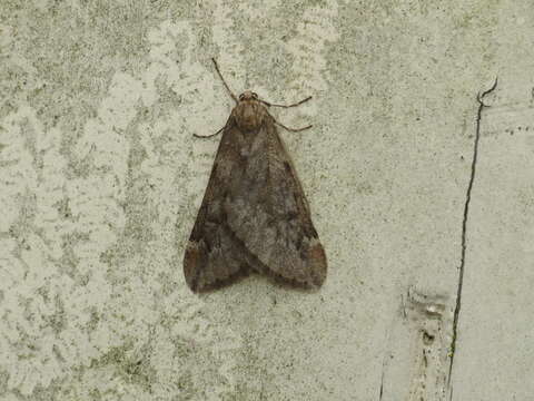 Image of march moth