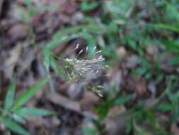 Image of Panicum pleianthum Peter