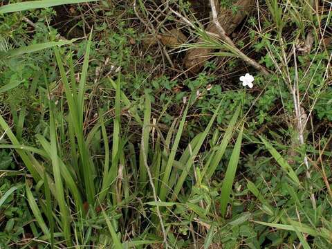 Image of Wild iris