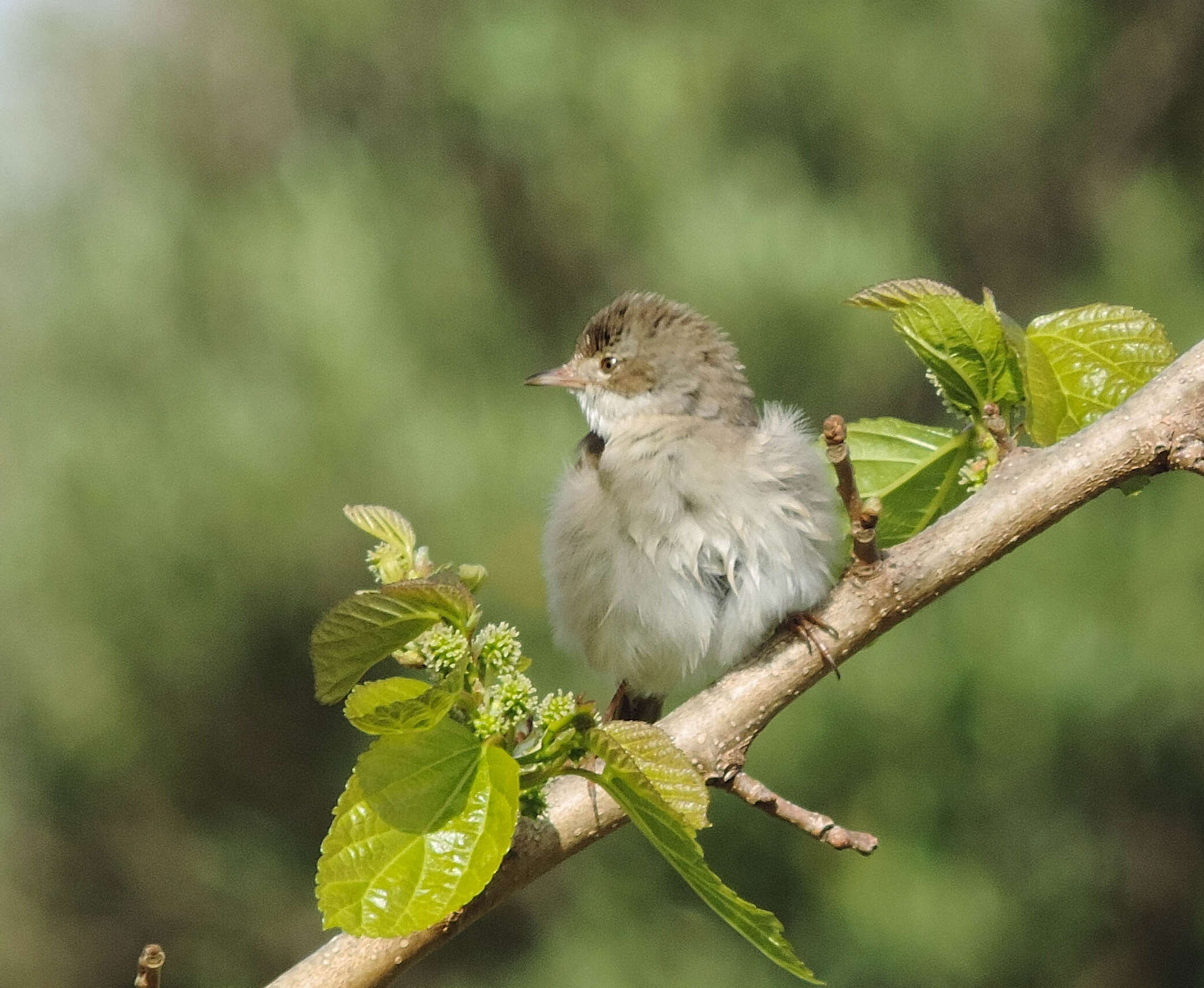 Image of Sylvia communis