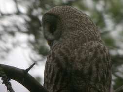 Image of Great Gray Owl