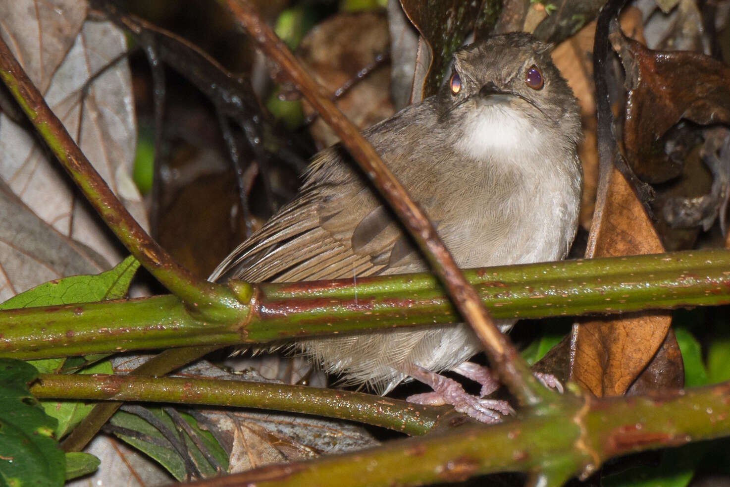 Image of Sulawesi Babbler