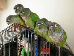 Image of Green-cheeked Conure