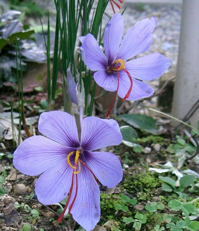 Image of autumn crocus