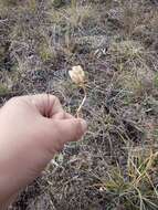 Image of Coral Lily