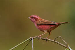 Image of Pink-browed Rosefinch