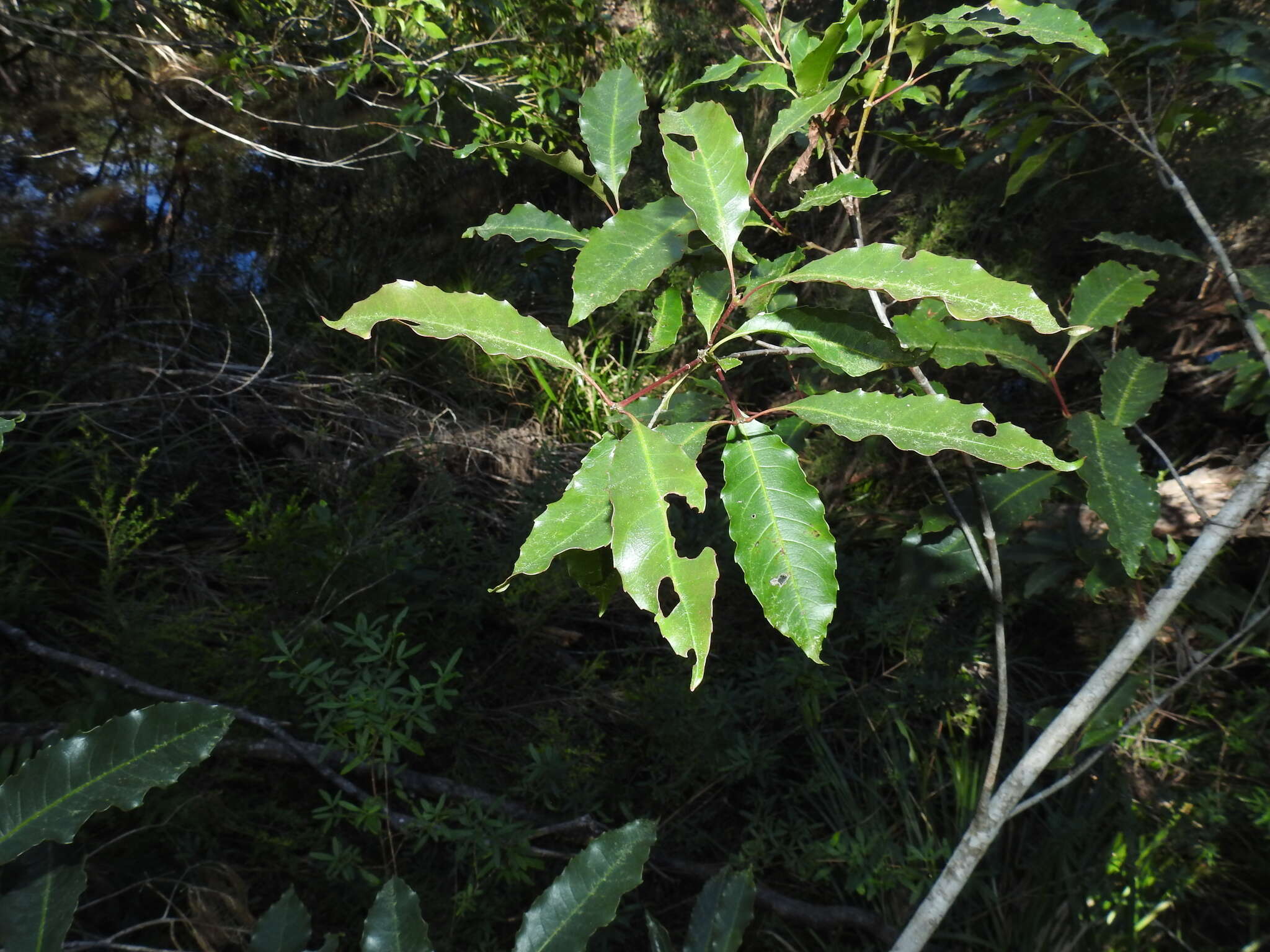 Слика од Schizomeria ovata D. Don