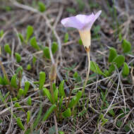 Image of Oxalis monophylla var. monophylla