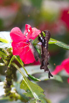 Image of Graphium weiskei (Ribbe 1900)