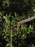 Lathyrus magellanicus Lam. resmi