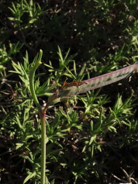 Image of Lathyrus magellanicus Lam.