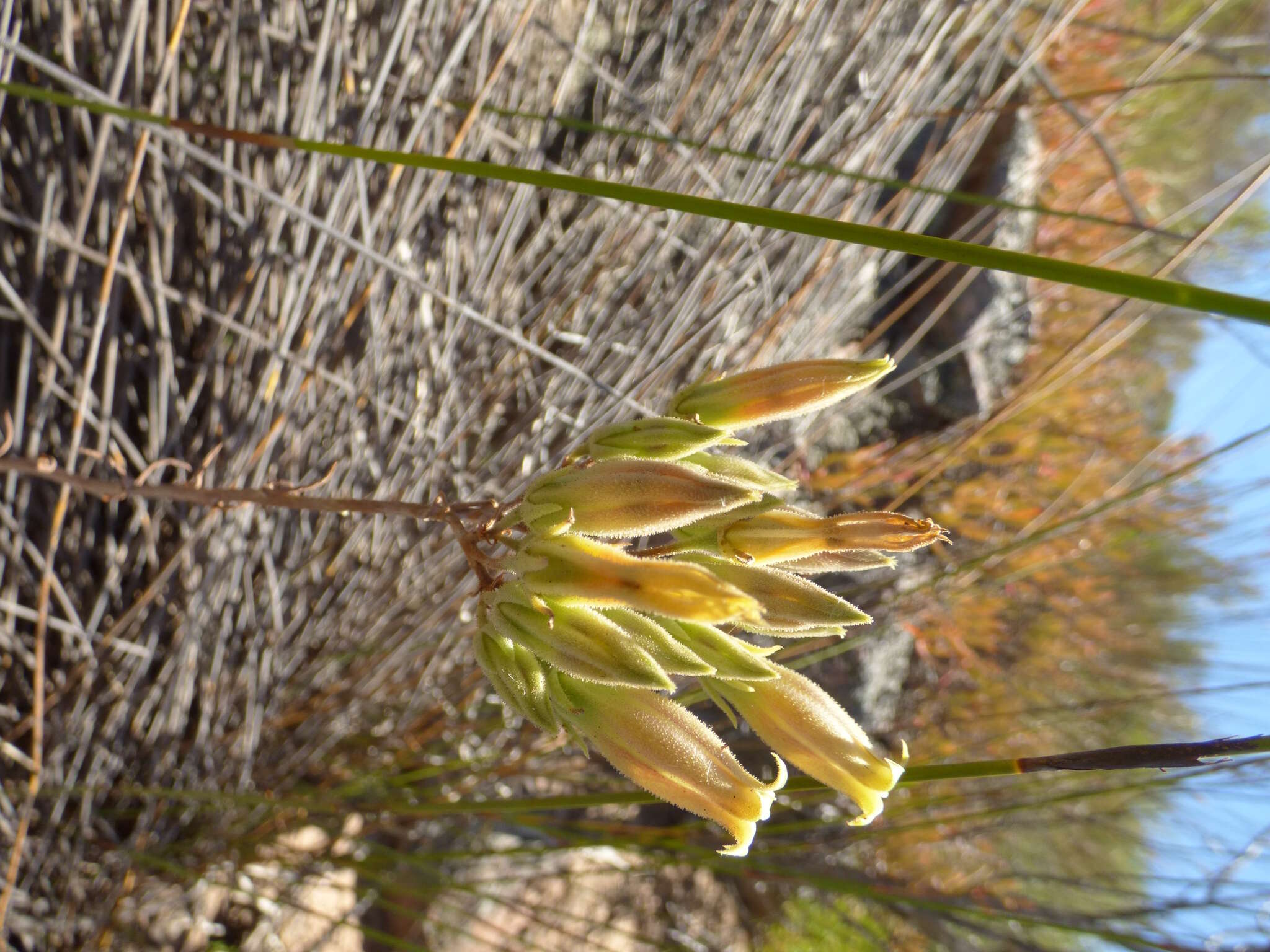 Image of Tylecodon ventricosus (Burm. fil.) H. Tölken