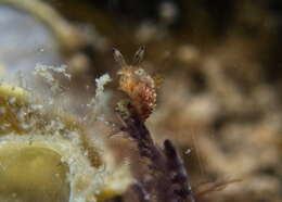 Image of Polycera melanosticta M. C. Miller 1996