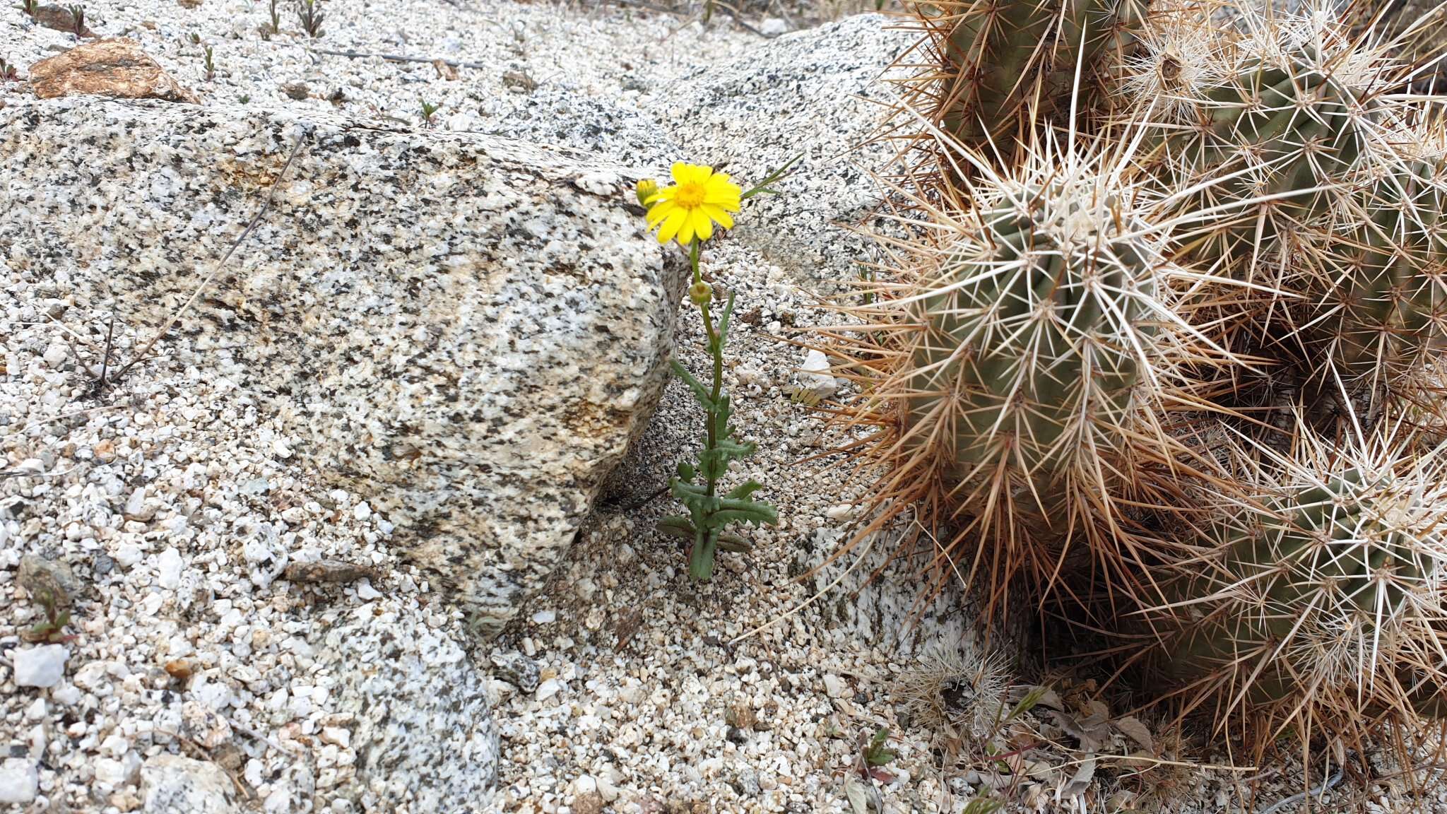 Image of California ragwort