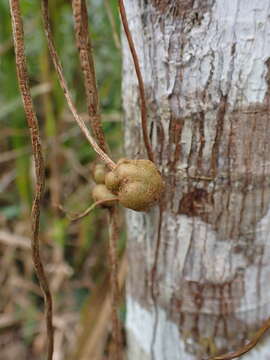 Image of Ficus krukovii Standl.