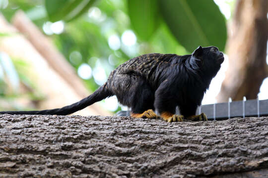 Image of Golden-handed Tamarin