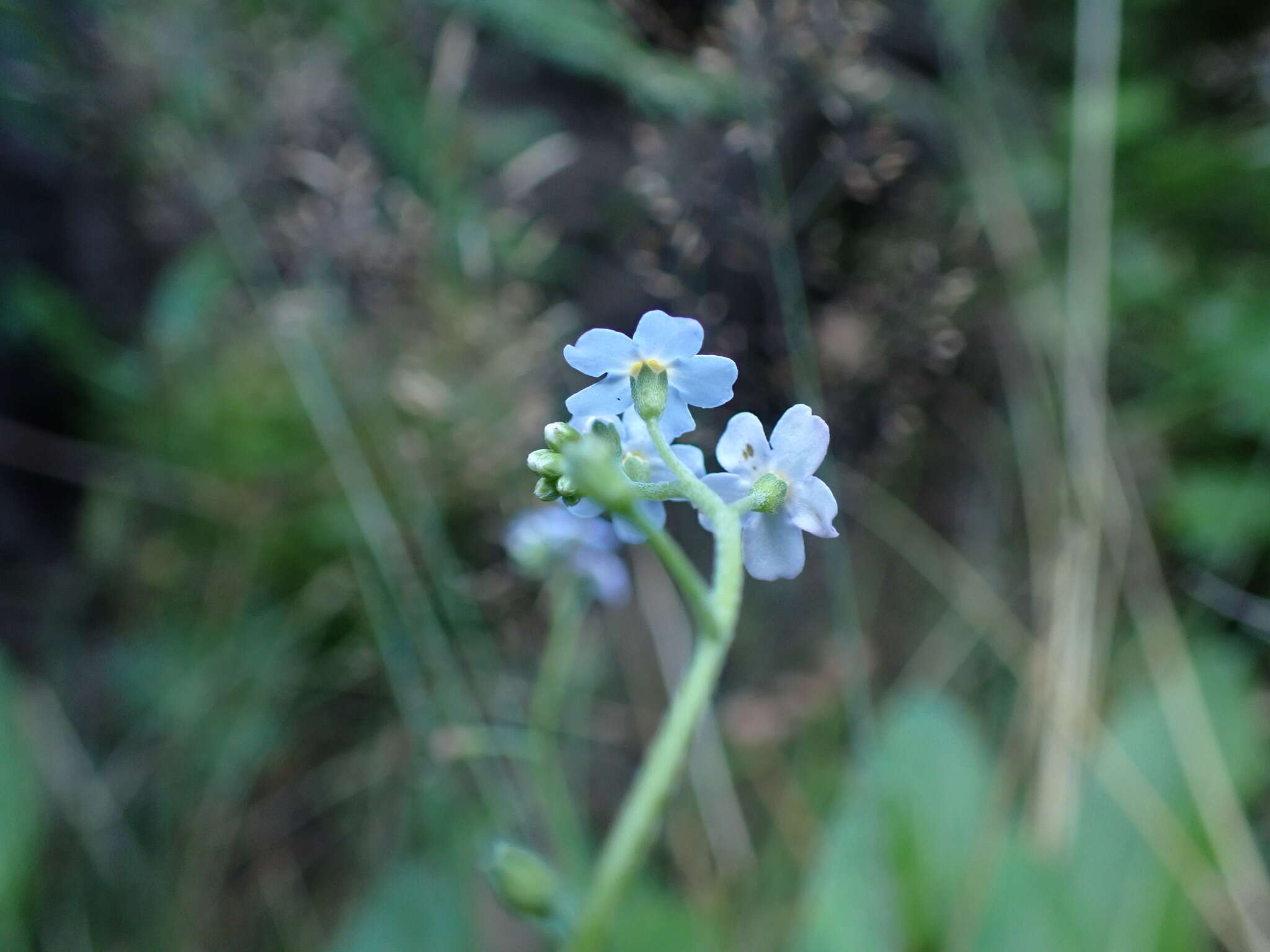 Image of Myosotis nemorosa Besser