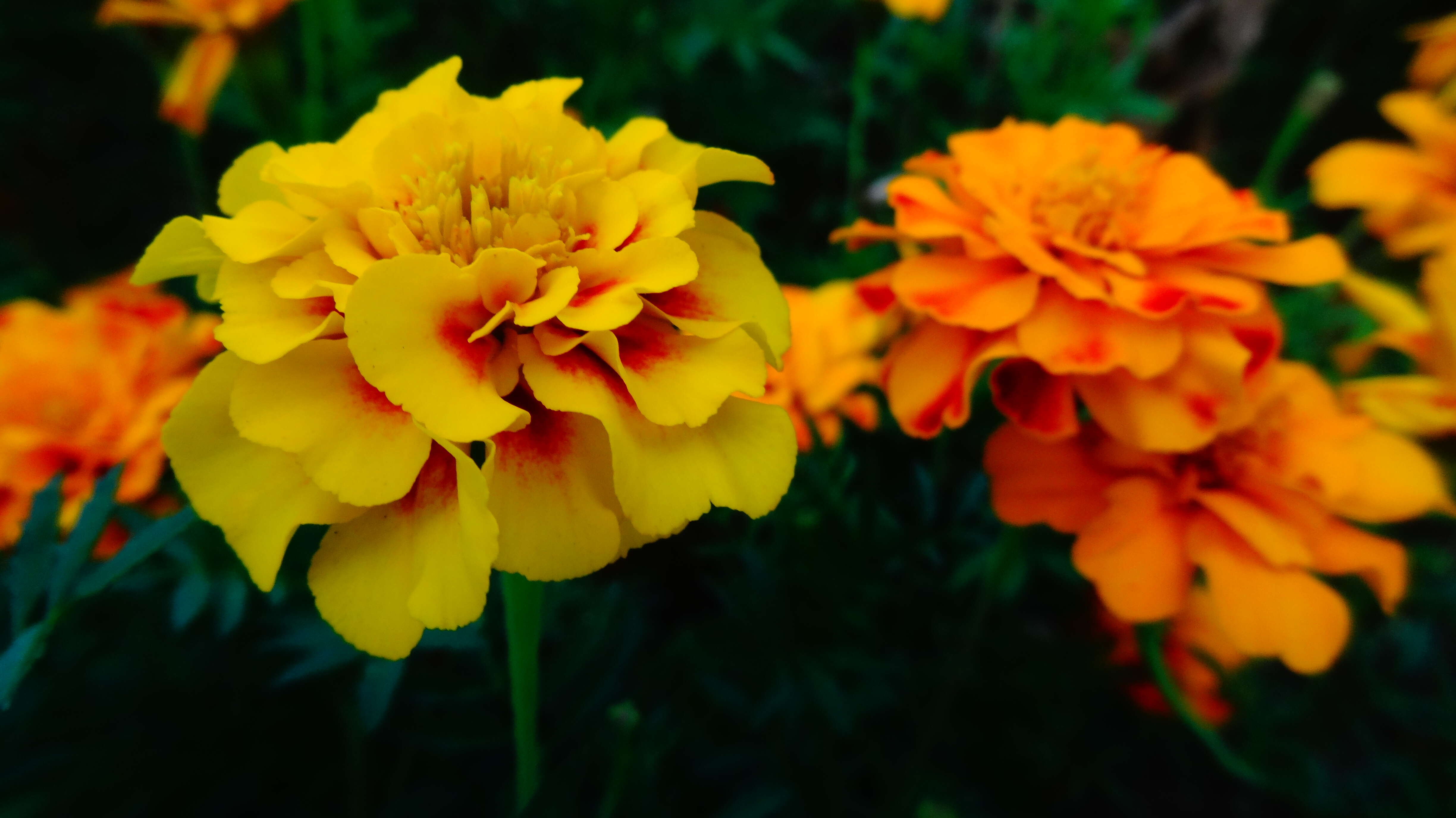 Tagetes erecta L. resmi