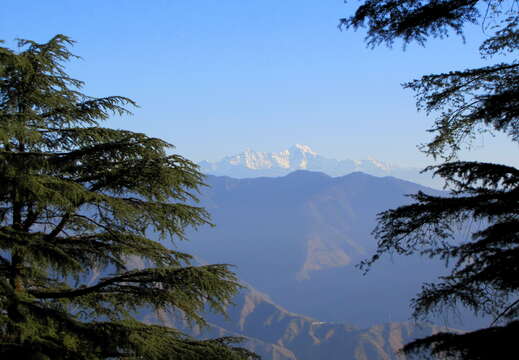 Image of Deodar cedar