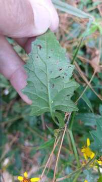 Image of Senecio scandens var. incisus Franch.