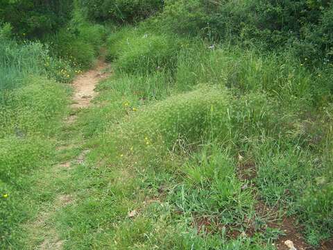 Image of ovate goatgrass