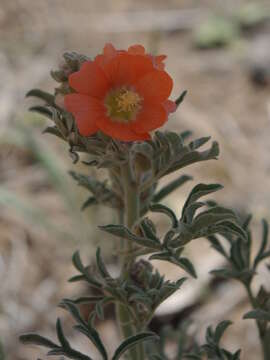 Image of scarlet globemallow