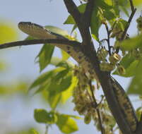 Image of Rat snakes