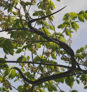 Image of Rat snakes