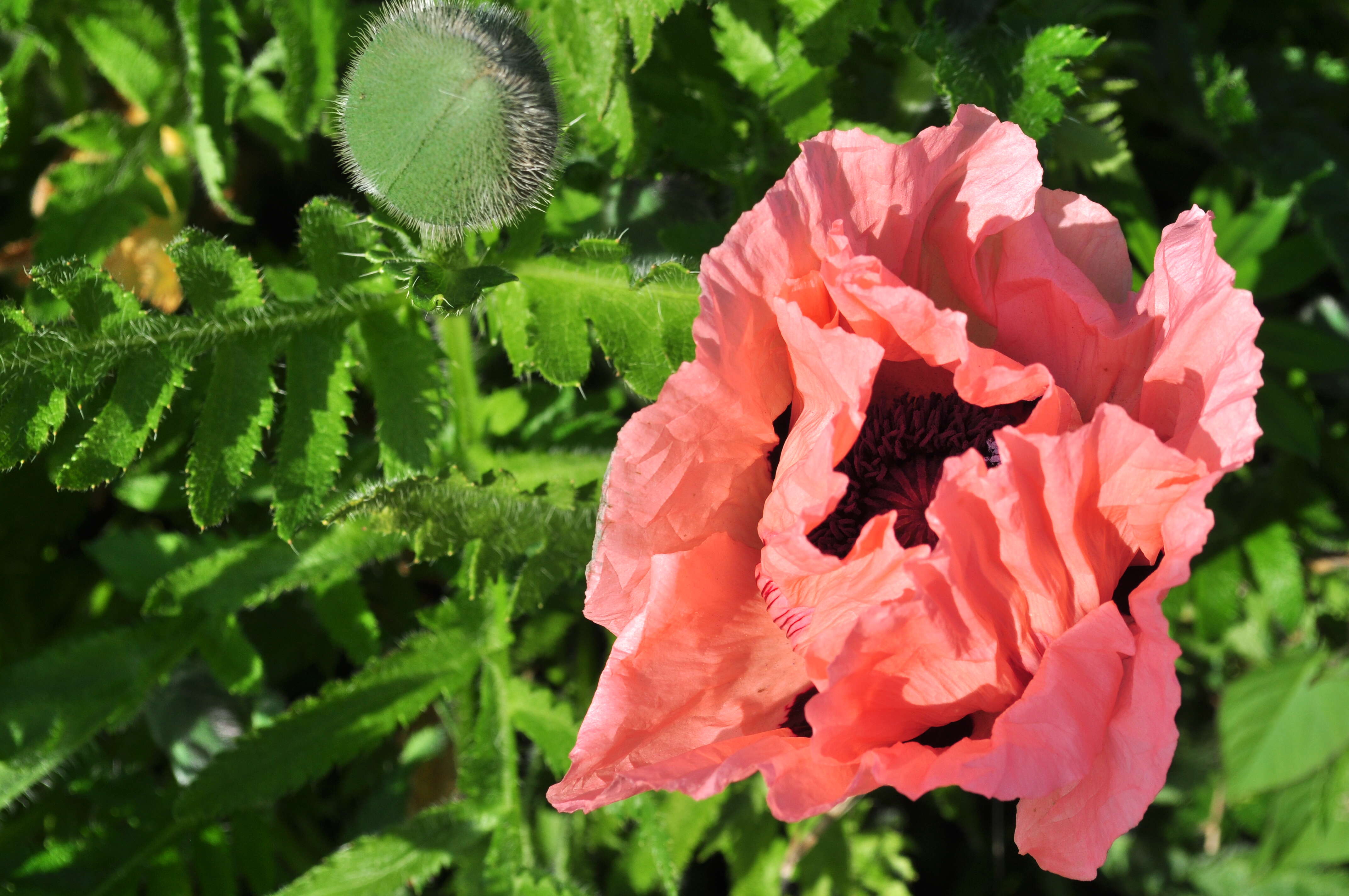 Image of Oriental poppy