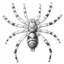 Image of Sason robustum (O. Pickard-Cambridge 1883)
