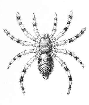 Image of Sason robustum (O. Pickard-Cambridge 1883)