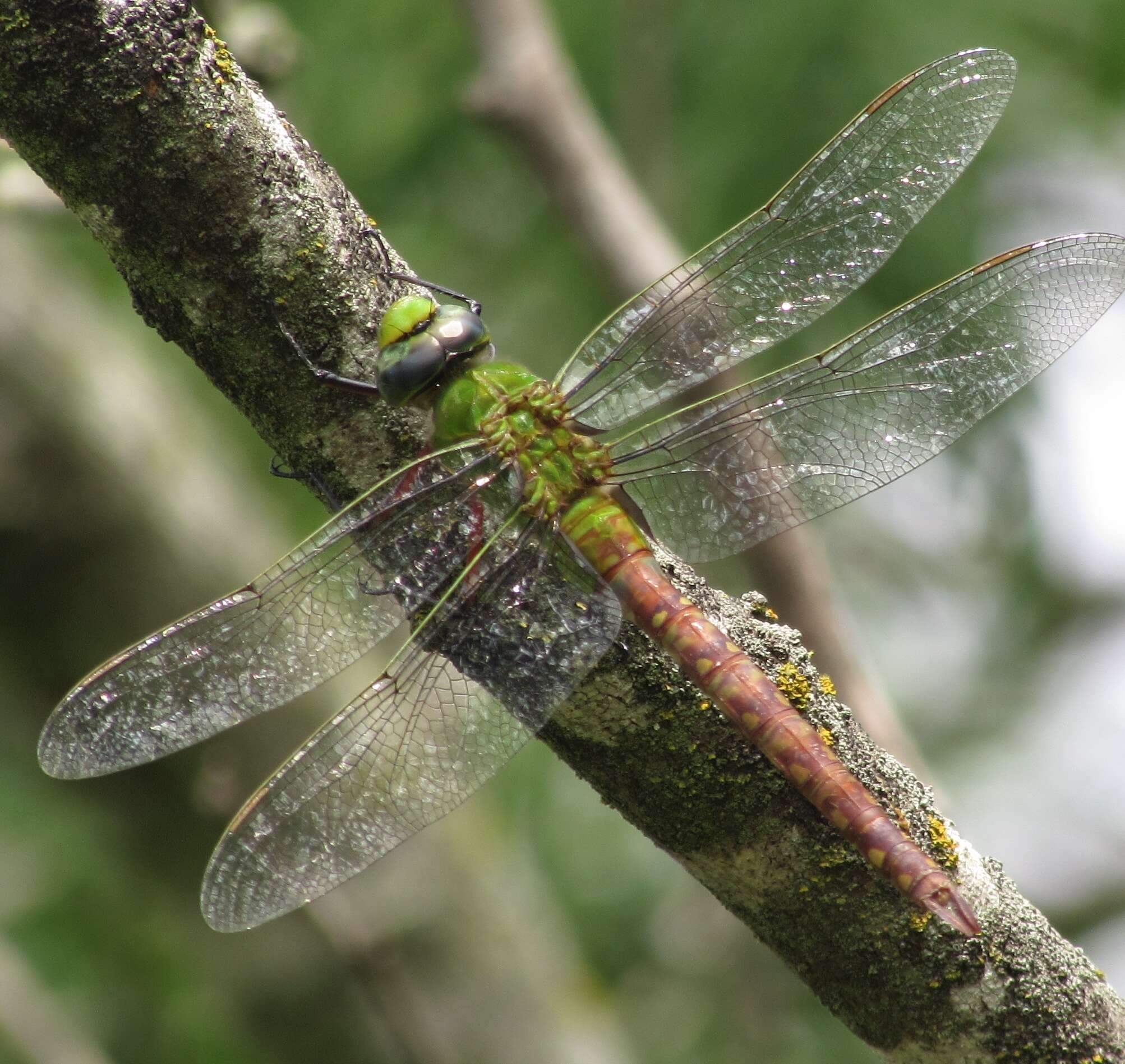 Image of Comet Darner