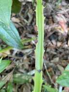Image of Smilax spicata Vell.