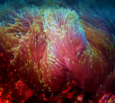 Image of Bulb-Tip Anemone