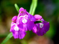 Image of Red hemp-nettle