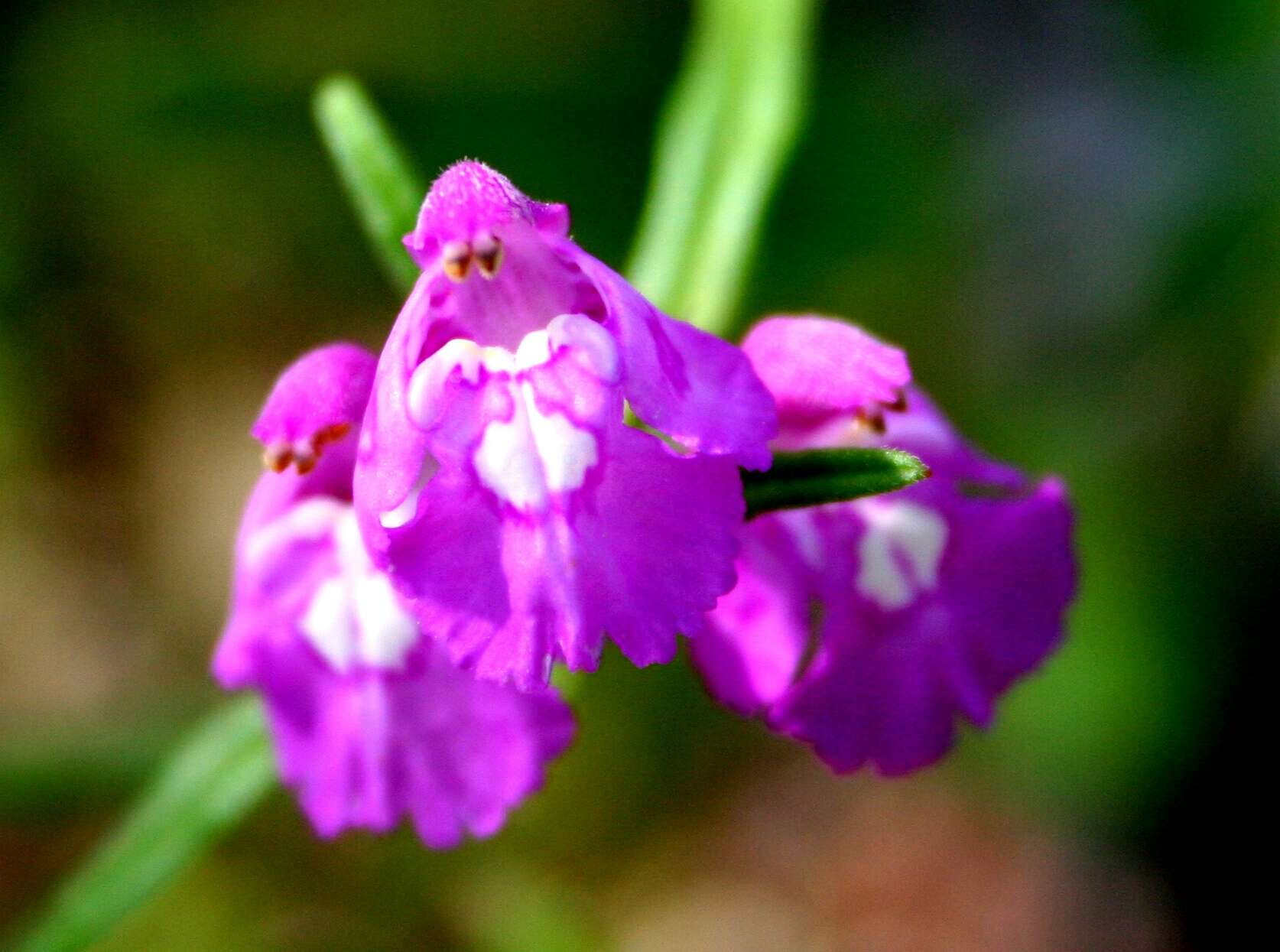 Image of Red hemp-nettle